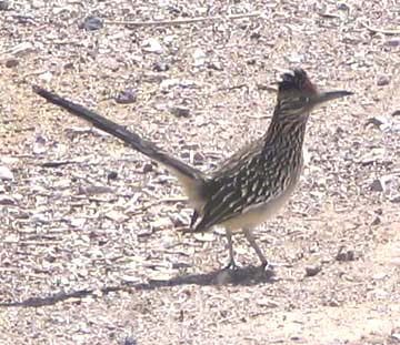 Greater roadrunner