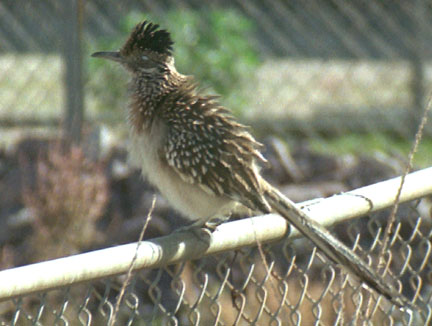 Greater roadrunner