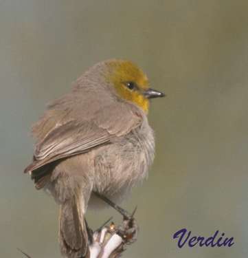 Verdin