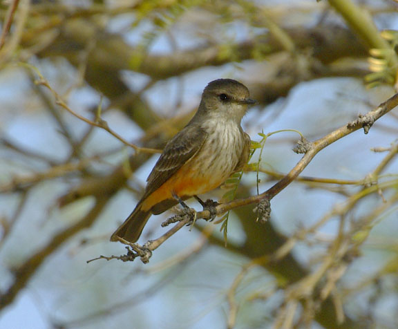 Vermilion flycatcher (female)