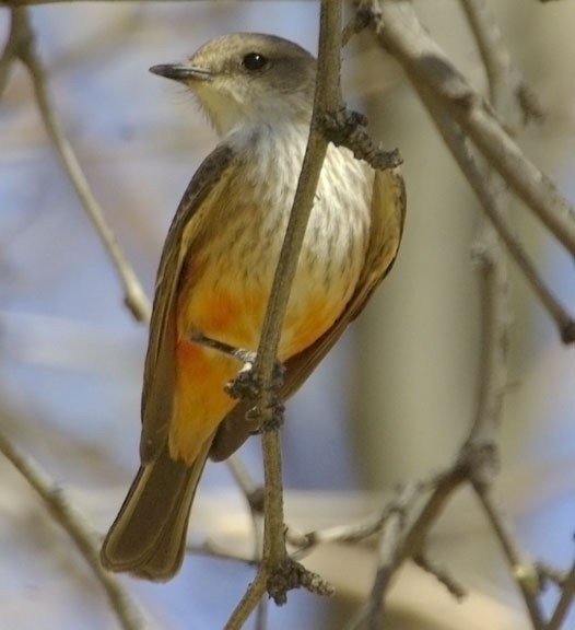 Vermilion flycatcher (female)