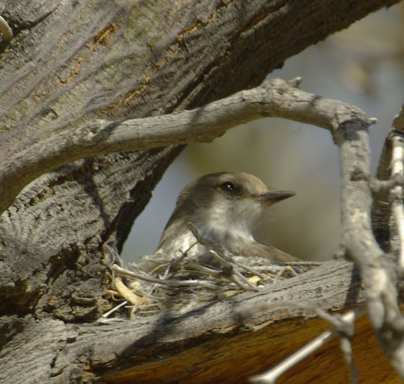 Vermilion flycatcher (female)