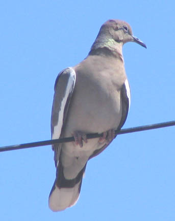 White-winged dove