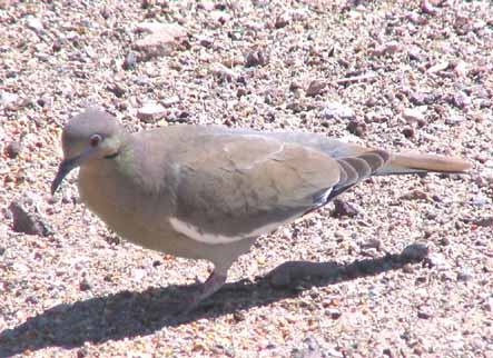 White-winged dove