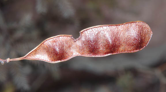 Acaciella angustissima