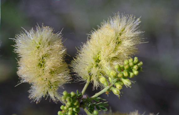 Senegalia greggii (A.Gray) Britton & Rose