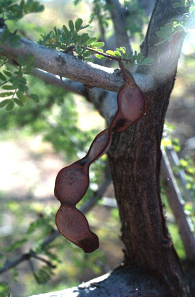 Senegalia greggii (A.Gray) Britton & Rose