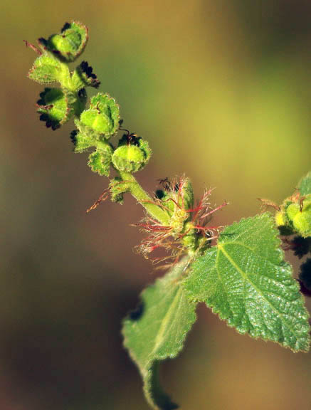 Acalypha californica 