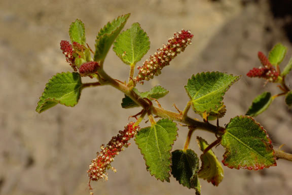 Acalypha californica 