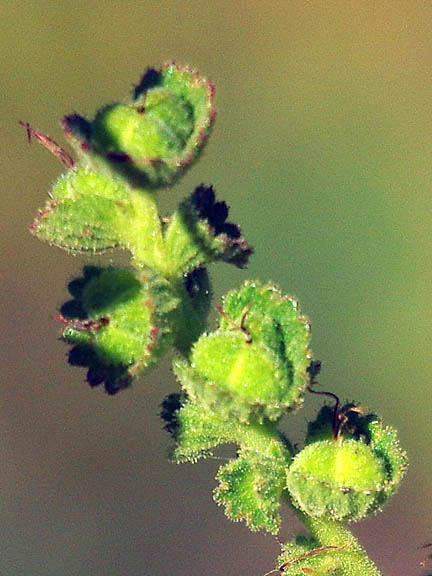 Acalypha californica 