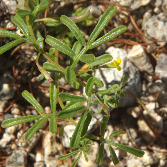 Acmispon strigosus (Nuttall) Brouillet