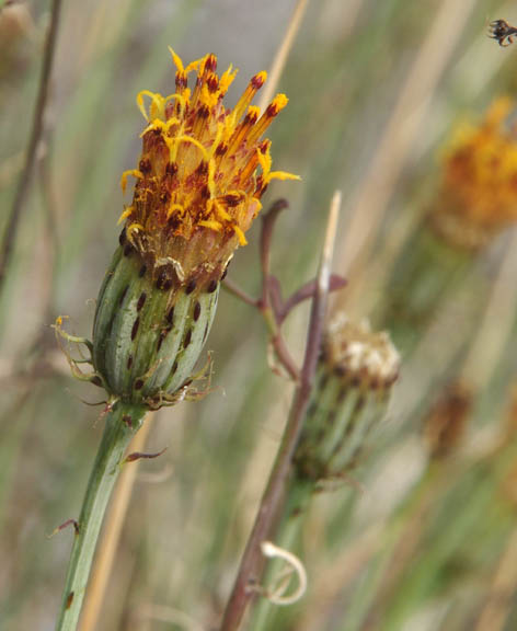 Adenophyllum porophylloides
