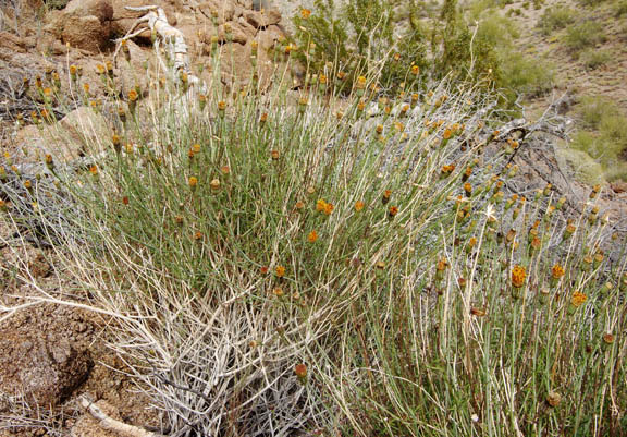 Adenophyllum porophylloides