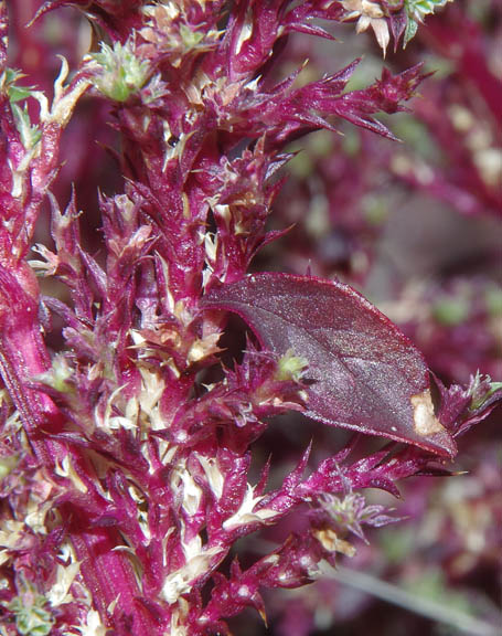 Amaranthus x tucsonensis