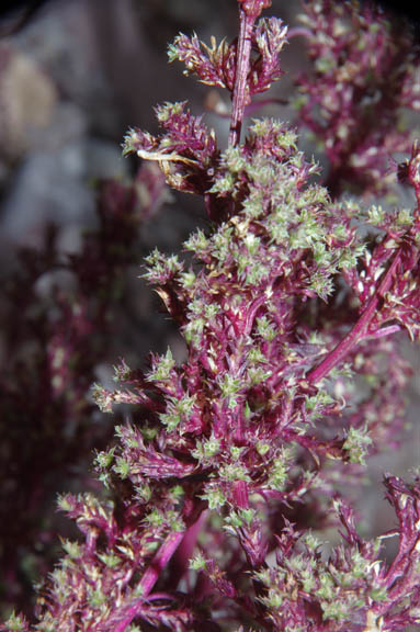 Amaranthus x tucsonensis