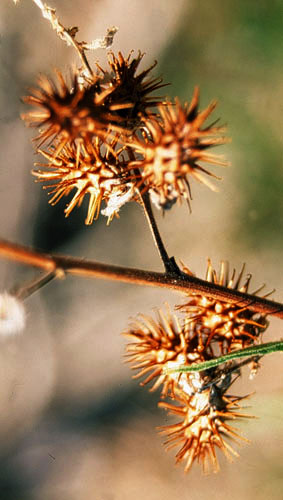 Ambrosia ambrosioides