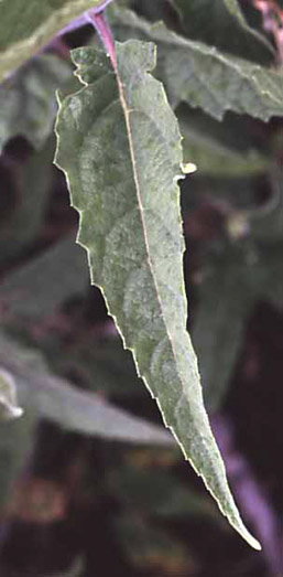 Ambrosia ambrosioides