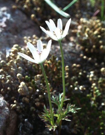 Anemone tuberosa