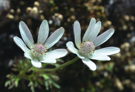 Anemone tuberosa