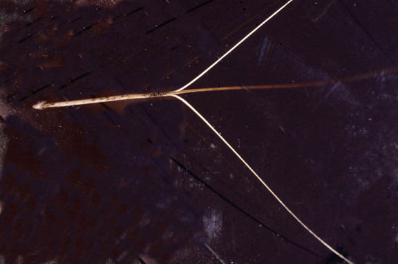 Aristida adscensionis