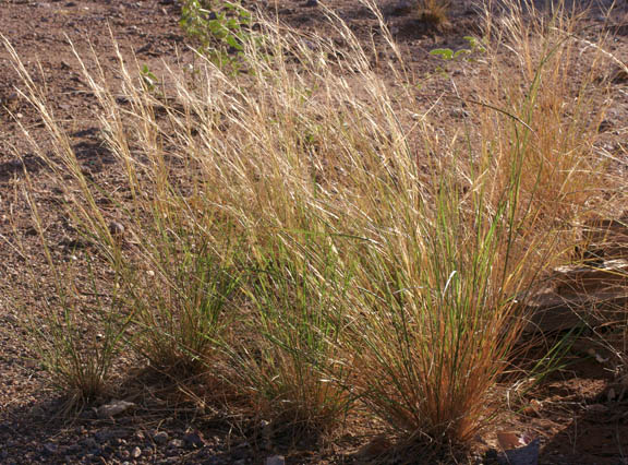 Aristida adscensionis