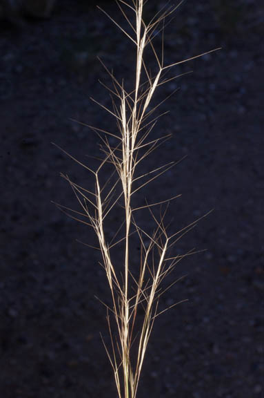 Aristida adscensionis
