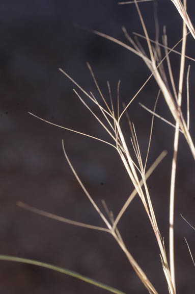 Aristida adscensionis