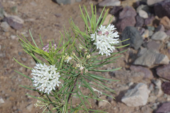 Asclepias linaria