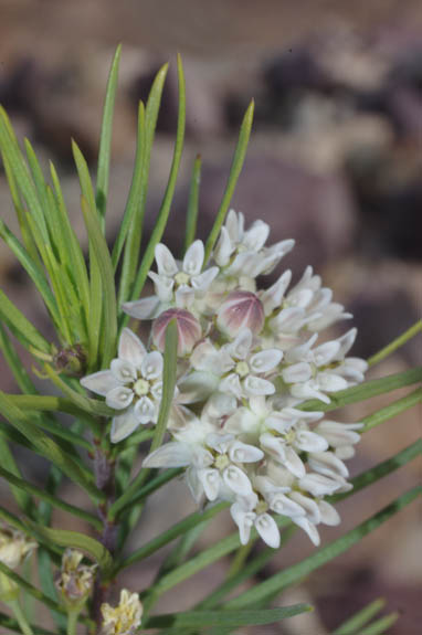 Asclepias linaria