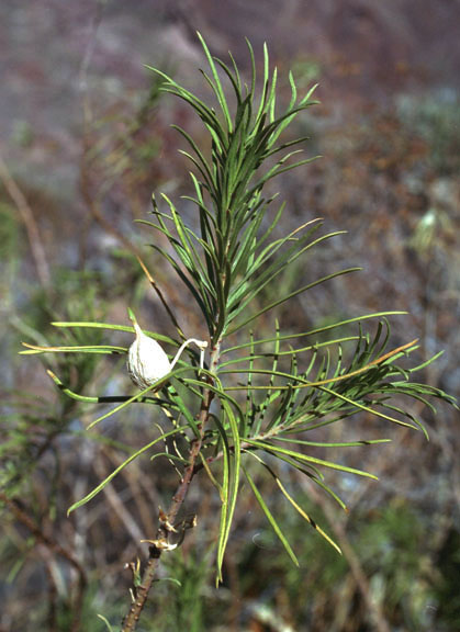 Asclepias linaria