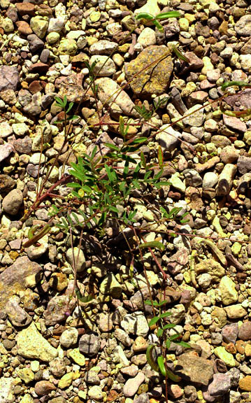 Astragalus nuttallianus var. imperfectus