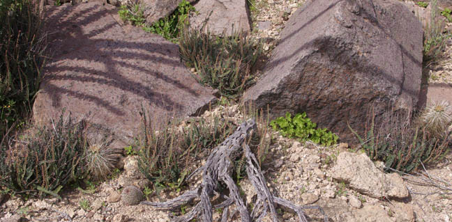 Astrolepis cochisensis (Goodding) D.M.Benham & Windham