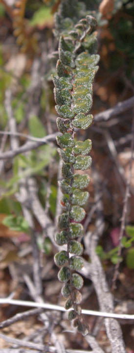 Astrolepis cochisensis (Goodding) D.M.Benham & Windham