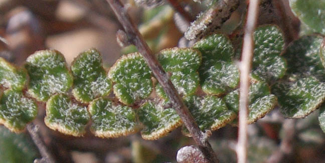 Astrolepis cochisensis (Goodding) D.M.Benham & Windham