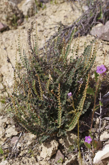 Astrolepis cochisensis (Goodding) D.M.Benham & Windham