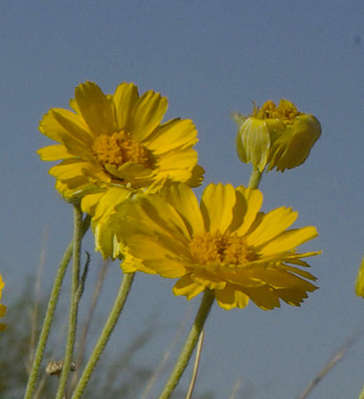 Baileya multiradiata