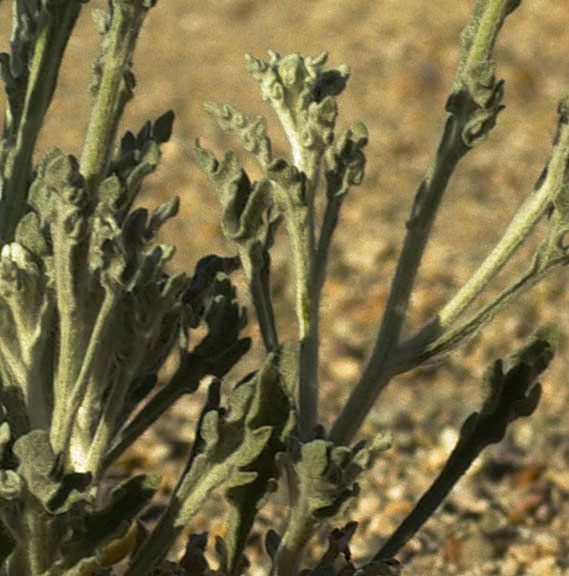 Baileya multiradiata