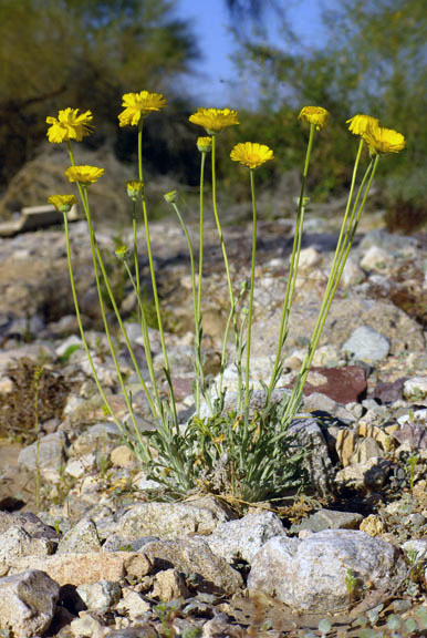 Baileya multiradiata