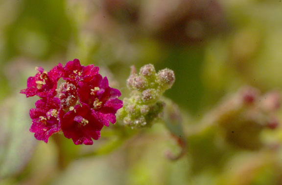 Boerhavia coccinea