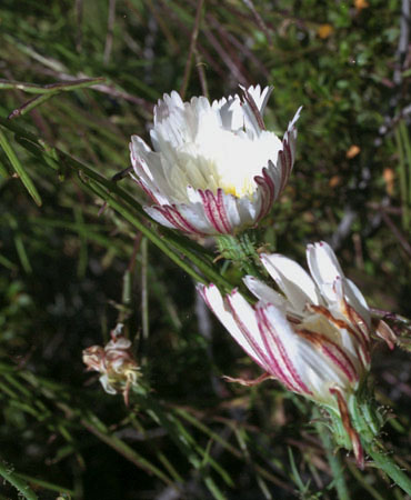 Calycoseris wrightii