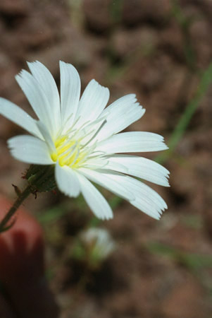 Calycoseris wrightii