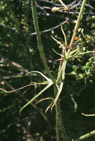 Calycoseris wrightii