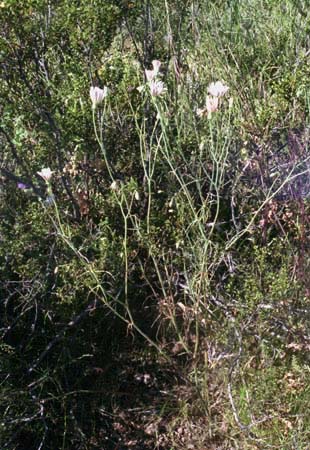 Calycoseris wrightii