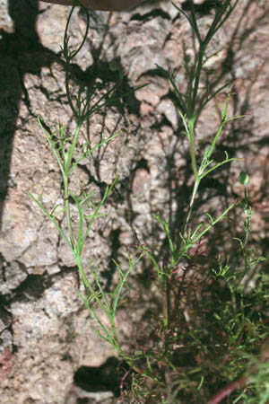 Calycoseris wrightii