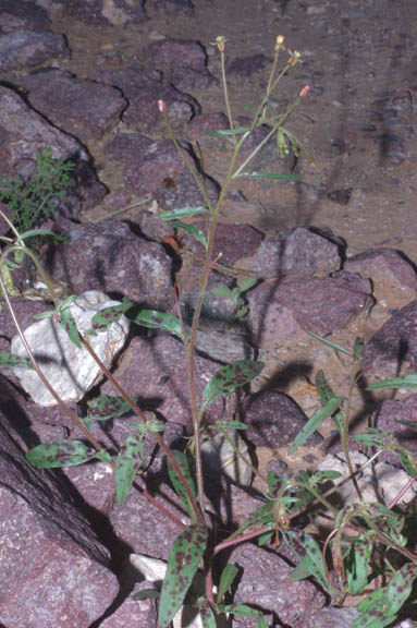 Eremothera chamaenerioides