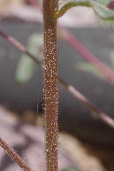 Eremothera chamaenerioides