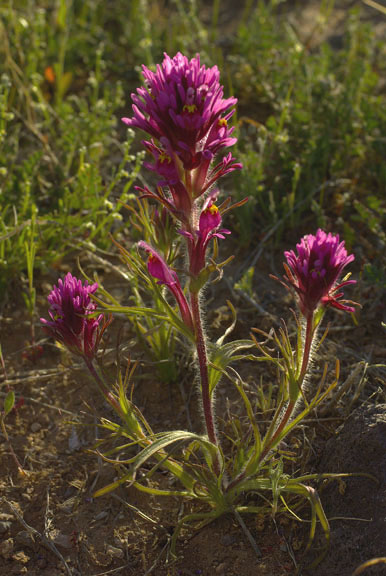 Castilleja exserta ssp.exserta