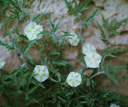 Chamaesaracha coronopus