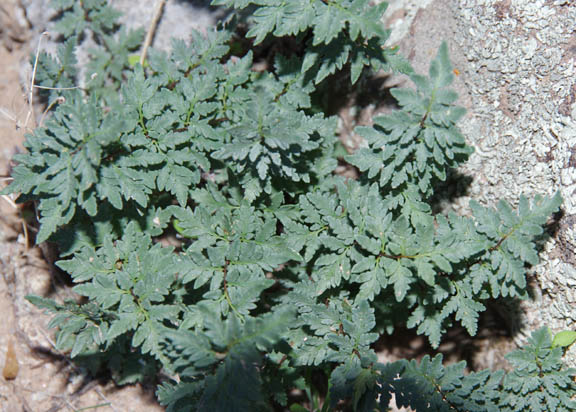 Cheilanthes wrightii Hooker 