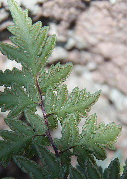 Cheilanthes wrightii Hooker 